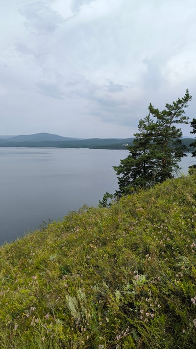 The image depicts a scenic view of a body of water, likely a lake, with a forested shoreline and rolling hills in the distance under a cloudy sky. In the foreground, a lush, grassy slope is covered in various wildflowers, predominantly small pink and purple blooms, interspersed with taller green grasses and stalks. A large pine tree with dark green needles is prominently positioned on the right side of the frame, its branches extending towards the water. The water itself appears calm and a deep gray-blue, reflecting the overcast sky. The distant hills are a muted blue-gray, indicating depth and scale. A small, light-colored building or structure can be faintly seen on the far right shoreline in the middle ground. The overall atmosphere is serene and natural, suggesting an outdoor landscape in a rural or natural setting. The provided crops confirm these observations of the sky, vegetation, and water. The location is Turgoyak, Russia.