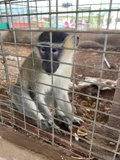 This image captures an Old World monkey, likely a vervet monkey (Chlorocebus pygerythrus), sitting inside a metal cage and looking directly at the camera. The monkey has grey fur on its body, light-colored fur on its belly and inner limbs, and a distinctive black face with dark eyes. Its hands and feet are also greyish.
The monkey is seated upright on the ground within the enclosure. The cage is constructed from thick, grey metallic bars, some of which show signs of wear and rust. The ground inside the cage appears to be a dry, uneven surface, possibly a mix of dirt and concrete, with some small debris like dried leaves or food scraps visible.
Beyond the cage bars, the background is out of focus, indicating an outdoor environment. Faint, blurry shapes of what appear to be structures, possibly other enclosures or buildings, and hints of greenery are visible through the bars. The lighting suggests it is daytime. The monkey's expression is direct and appears calm or observant. There is no visible text in the image. The scene is situated in Markurdi, Nigeria.