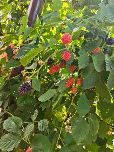 The image shows a close-up view of a blackberry bush with ripe and ripening berries. The berries are a mix of deep purple-black and vibrant red, some still clustered and others singly on the branches. The bush is characterized by lush green leaves, some with serrated edges. Sunlight filters through the foliage, creating highlights and shadows. In the background, a dark brown pole, possibly a fence post or support structure, is visible. The scene appears to be an outdoor setting, likely a garden or natural area within Ароматненское сельское поселение, Ukraine. There are no people or animals present in the image.