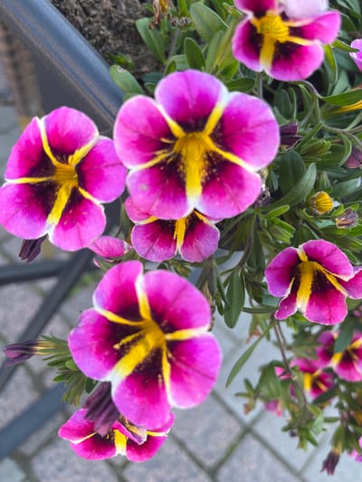 A close-up, high-angle, outdoor shot showcases several vibrant pink petunia flowers with yellow centers and dark maroon markings. The flowers are in full bloom and are interspersed with green foliage. The background consists of a grey textured surface, possibly a pot or planter, and a blurred cobblestone pathway. The image appears to be taken in a public space within the city of Oulu, Finland, likely a garden or a decorative planter. There are no people or animals visible in the scene. The lighting suggests it is daytime.