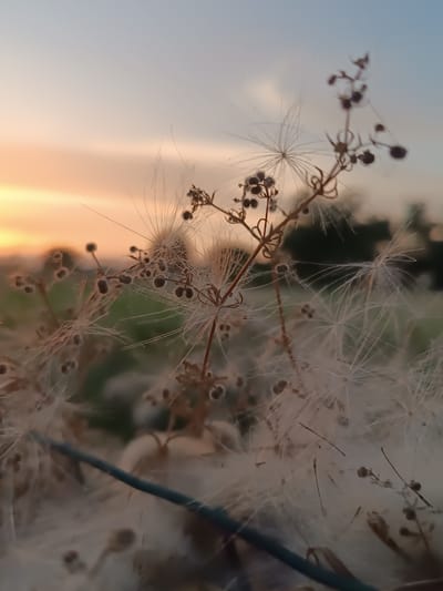 This is a close-up, low-angle photograph of a dried plant with fluffy seed heads and small, dark seed pods against a softly blurred background. The sky transitions from a pale orange near the horizon to a light blue overhead, suggesting it was taken at dawn or dusk. The plant itself is delicate, with thin stems and feathery filaments of its seeds. The background shows hints of green foliage and darker shapes, possibly trees or buildings. The overall impression is one of natural beauty and tranquility. The image does not contain any people or specific landmarks that would indicate a location within Viadana, Italy.