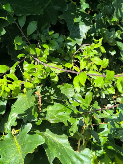 The image shows a close-up of foliage with a mix of oak and possibly hawthorn leaves. The oak leaves are large with characteristic lobes, while the hawthorn leaves are smaller and have toothed edges. The hawthorn branches have thorns and a reddish-brown color. Some leaves show signs of insect damage. The background is a blur of more greenery, suggesting a dense natural area. The location is Chaponnay, France, based on the prompt.