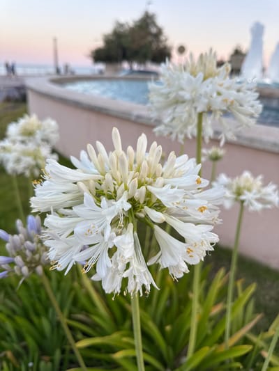 The media file shows a close-up of white Agapanthus flowers in bloom. The flowers are arranged in a spherical cluster, with individual blooms having delicate, trumpet-shaped petals. The stamens, tipped with yellow anthers, are visible within the petals. In the background, there are hints of greenery from other plants, and a blurred expanse that suggests a pool of water and a distant landscape under a dusky sky. The lighting indicates it is either early morning or late evening, with soft, diffused light. The scene is likely outdoors, possibly a garden or a resort area, given the presence of the pool and the suggestion of a constructed edge. The focus is entirely on the flowers, highlighting their intricate structure and soft color. No people, text, or specific activities are clearly depicted, but the overall impression is one of serene natural beauty. The location context of Blanes, Spain, suggests a Mediterranean setting, where Agapanthus are commonly grown.
