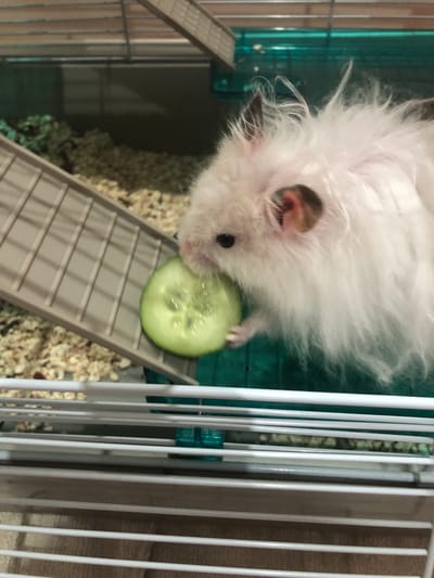 The image shows a fluffy white hamster in a cage. The hamster is holding a slice of cucumber in its paws and appears to be eating it. The cage is made of white bars and has a turquoise plastic base. There is a beige ramp leading up to the hamster. The background is blurred, but appears to be inside a room. The image does not provide any information about the location in the city of Solikamsk, Russia.