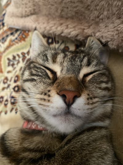 A close-up, overhead shot shows a tabby cat sleeping soundly on a blanket with a patterned rug beneath it. The cat's eyes are closed, and its pink nose is prominent. A thin red collar is visible around its neck. The background consists of a textured, beige blanket. The scene does not provide any information about the city of Maykop, Russia, or any people.