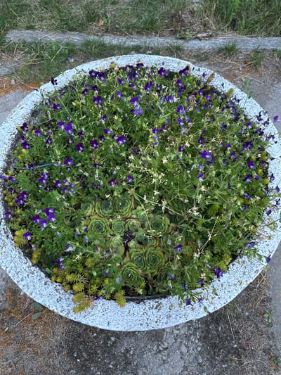 This is a high-angle, eye-level shot of a round concrete planter filled with a variety of plants. The planter is located outdoors, on a gray concrete surface, with dry grass and dirt surrounding it. In the background, there is more dry grass and a strip of uneven concrete.
The planter itself has a rough, white-painted exterior with some discoloration and chipping. Inside, it is densely packed with greenery. The most prominent plants are small, purple flowers with yellow centers, resembling violets or pansies, scattered throughout the planter. Interspersed with these are several rosettes of succulent plants, likely Sempervivum (Hens and Chicks), with thick, fleshy green leaves. There are also smaller, lighter green succulents with spiky leaves along the edge of the planter, and various thin, green stems and leaves filling the gaps. Some of the smaller white flowers are also visible among the greenery. The overall impression is one of a well-maintained, albeit slightly wild, flower arrangement.
There are no people or animals visible in the image. The focus is entirely on the planter and its contents, as well as the immediate surroundings. The lighting suggests it is daytime, possibly late afternoon or early evening, given the soft shadows. The environment appears to be a public space or a garden area.