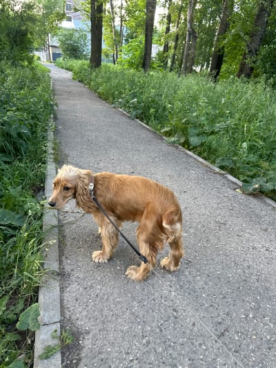 A light brown Cocker Spaniel is walking on a paved path bordered by lush green vegetation. The dog is wearing a harness and leash. The path appears to be in a park or a suburban area, with trees visible in the background. The scene is bathed in natural light, suggesting it is daytime. The ground is asphalt, and there is a concrete border separating the path from the grass. The dog is looking down towards the grass. The overall mood of the image is peaceful and natural. The image was taken in Vologda, Russia.