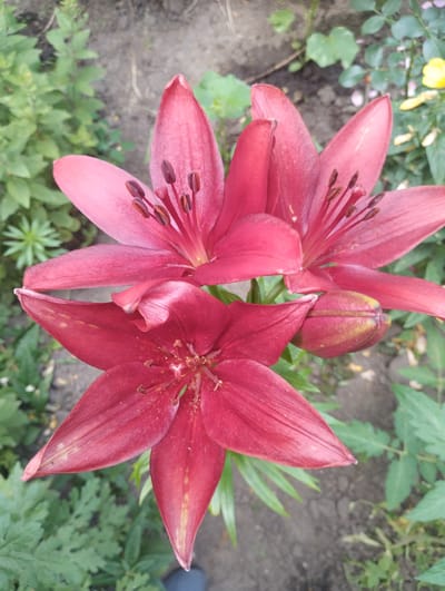 The image shows a close-up, overhead view of several large, deep pink lily flowers and one unopened bud in a garden setting. The flowers are the primary subjects, with their petals prominently displayed in shades of pink and red, some with faint yellow or brown speckles. The stamens with dark anthers are visible in the centers of the open blooms. A single, tightly closed bud with green and yellow tones is nestled among the flowers. The background consists of green foliage and dark soil, suggesting an outdoor garden. The lighting appears to be natural, possibly daylight, as there are no harsh shadows. The scene evokes a sense of natural beauty and the vibrancy of summer blooms. The location context is Sumy, Ukraine. There is no visible text in the image.