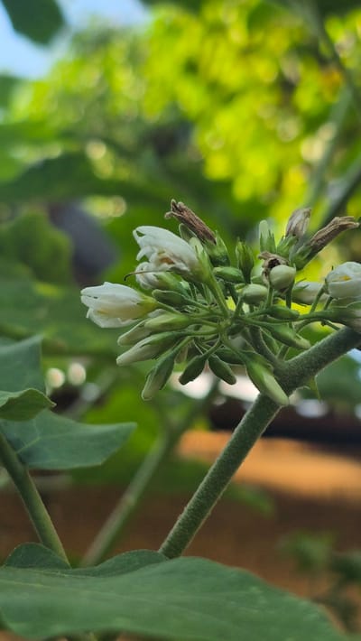 The image shows a cluster of white flowers and buds on a hairy green stem. The plant is situated outdoors, with blurry greenery and a hint of blue sky in the background. The location is Seririt, Indonesia.