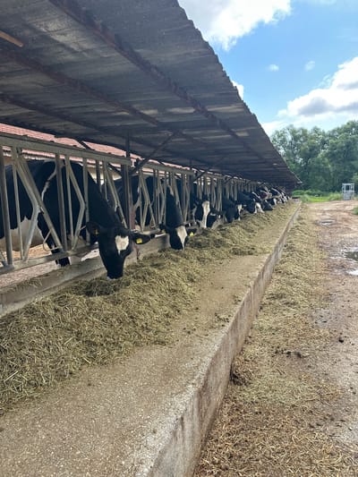 The image captures a dairy farm feeding area in Dobrodan, Bulgaria, under bright daylight with a partially cloudy sky. A long line of black and white cows, consistent with Holstein Friesian breed, are seen with their heads in metal headlocks, actively eating hay or silage from a concrete feeding trough. The hay appears fresh and abundant.
Many cows wear yellow ear tags, with some displaying partial text such as "BG 240". The concrete floor of the feeding alley is somewhat wet and shows scattered feed, indicating active use.
Above the cows, a robust, corrugated metal roof provides shelter, supported by metal beams that exhibit signs of rust. The roof extends towards the bright blue sky dotted with white clouds, with the tops of green trees visible in the distance, indicating an outdoor or semi-open barn environment. The perspective is from alongside the feeding trough, looking down the line of cows, emphasizing their continuous feeding activity in this agricultural setting.
