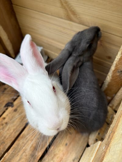 The image displays two rabbits resting within a wooden enclosure, likely a hutch or crate, viewed from an overhead perspective. In the foreground, a white rabbit with distinctive red eyes and prominent long white whiskers is captured, looking upwards and slightly to the right. Its pink inner ears are clearly visible. Behind it, a dark gray rabbit is seen lying down, with its back, part of its head, and one ear visible, appearing to be at rest.

The wooden structure consists of light brown planks showing natural grain and texture. The lighting suggests an indoor or sheltered environment. The white rabbit is sharply in focus, emphasizing its facial features and whiskers, while the gray rabbit is slightly softer. Both animals appear calm and peaceful. There is no discernible activity other than resting. No text is visible in the media. The scene is set in Vozhoiskii, Russia.