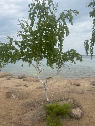 A lone birch tree stands on a sandy beach, its white trunk and green leaves contrasting with the muted tones of the overcast sky and the light blue water of a lake. The sand is scattered with numerous rounded rocks of varying sizes. In the foreground, a small evergreen shrub grows near a large, weathered rock. The background shows a calm body of water extending to the horizon, with a faint line of trees visible in the distance. The scene is set in the city of Aiyrtau, Kazakhstan.