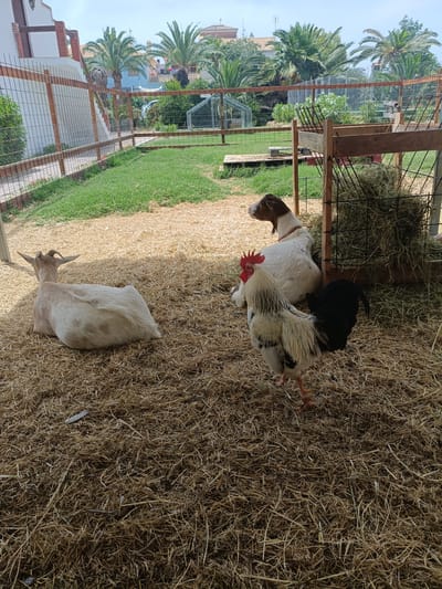 The image depicts an outdoor enclosure in Sagunto, Spain, filled with straw bedding. Two goats and a rooster are present. One goat, mostly white with some tan markings, is lying down on the straw in the foreground, facing away from the camera with its head turned to the left. Another goat, primarily white with brown patches on its head and neck, is lying down behind the first goat, facing left and looking upwards. A rooster with a white, black, and tan body and a red comb is standing in the center of the frame, facing the viewer. Behind the goats and rooster is a wooden hay feeder filled with dry hay. The enclosure is bordered by a wooden fence with wire mesh. In the background, palm trees and buildings are visible, suggesting a semi-urban or rural setting within Sagunto. The sky is partly cloudy.