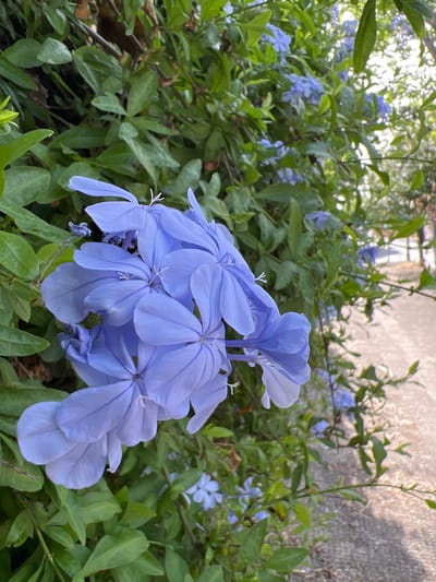 A close-up, low-angle, outdoor shot showcases a cluster of vibrant purple flowers in bloom, set against a backdrop of lush green foliage. The flowers, with their delicate petals, are the primary focus, their color contrasting with the surrounding leaves. To the right of the flowers, a paved pathway is visible, suggesting an urban or park setting. The pathway is textured and appears slightly worn, hinting at pedestrian traffic. In the distance, the path curves and is bordered by more greenery and hints of dappled sunlight filtering through tree branches, implying a pleasant, possibly sunny day. The overall scene evokes a sense of natural beauty within an urban environment. It is impossible to determine the specific location within the city of Bari, Italy, based on the visual information provided.