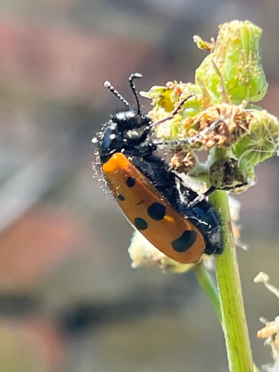 A macro photograph captures a ladybug with orange elytra and black spots on a green stem. The ladybug is positioned vertically, with its head facing upwards and its abdomen extending downwards. Its antennae are visible and appear slightly iridescent. The background is softly blurred, with muted tones of brown and green, suggesting an outdoor environment in Krasnyye Barrikady, Russia. Some dried plant matter and green buds are also visible on the stem.