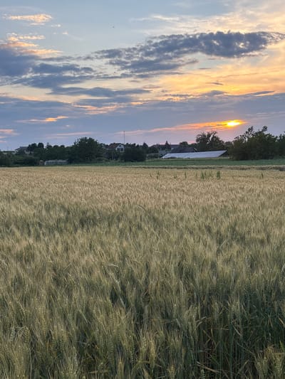 A vertical, low-angle shot captures a field of wheat in Bochmanivka, Ukraine, bathed in the warm glow of a setting sun. The sky above is a canvas of blues and oranges, with scattered clouds tinged by the sunset. In the middle ground, a line of trees and houses creates a subtle horizon, hinting at the village beyond. The foreground is dominated by the textured expanse of the wheat field, its golden stalks swaying gently. The overall impression is one of rural tranquility and the beauty of nature at dusk.
