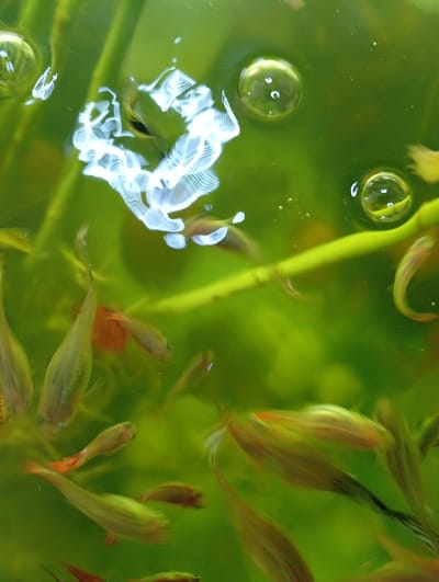 The image is a close-up, underwater shot of several small, live fish swimming in murky green water, possibly an aquarium. There are also air bubbles visible, with some creating distorted reflections on the water's surface. The fish appear to be of the guppy variety, with some exhibiting orange and yellow coloration. The lighting is soft and diffused, with some areas appearing brighter due to light refracting through the water and bubbles. The background consists of blurred green plant-like structures. There is no discernible indication of the city of Valencia, Venezuela, or any human activity.
