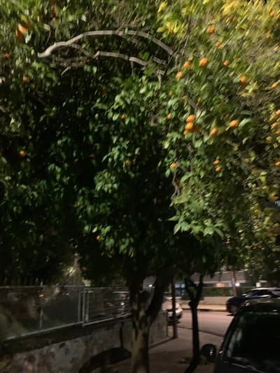 This nighttime photograph, taken in Marousi, Greece, captures an urban scene dominated by a large, fruit-bearing tree. The image, originally shot sideways but described as if rotated upright, shows the tree's dark green foliage and numerous bright orange citrus fruits, likely oranges, distributed generously across its branches. The tree's gnarled trunk is visible towards the right, rising from what appears to be ground level. The overall lighting is dim, indicating artificial illumination in the darkness, and the image exhibits a general blurriness, particularly in the leaves and distant elements, suggesting low light conditions and perhaps a slight camera shake.
To the right of the tree, a paved surface resembling a street or sidewalk is visible. A dark car is parked partially within the frame, and a metal fence or railing runs horizontally along what appears to be a boundary or walkway. In the blurred background, hints of buildings and distant artificial lights can be discerned, contributing to the urban setting. No people are present, and no specific activity is taking place; the scene is static and quiet. The abundance of fruit on the tree is a notable detail, highlighting a common feature of Mediterranean landscapes. No text is visible in the image.