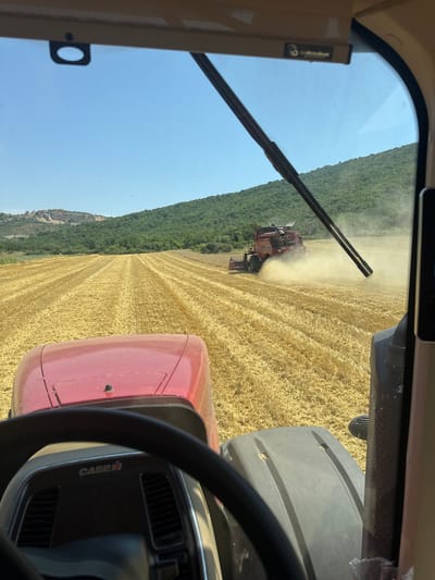 The image, captured from inside a red Case IH tractor cab, shows a combine harvester in operation within a golden wheat field under a clear blue sky. The tractor's interior is visible in the foreground, with the steering wheel and dashboard featuring a "CASE IH" logo. The combine harvester, a large red machine, is seen working in the middle ground, kicking up a cloud of dust as it cuts through the wheat. The field extends into the background, meeting a gently sloping hillside covered in lush green trees. In the far distance, a scattering of buildings can be seen on a rocky outcrop. The scene appears to be a rural agricultural setting, likely during harvest season. The location is identified as being in the vicinity of Cherven Bryag, Bulgaria.
