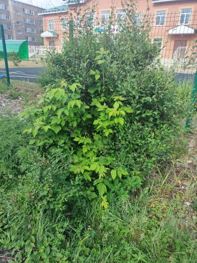 The image captures a dense, overgrown bush with vibrant green leaves in the foreground, positioned in front of a chain-link fence. Behind the fence, a brick building with white-trimmed windows and a green-roofed section is visible, alongside a grey multi-story apartment building. The ground around the bush is a mixture of gravel and grass. The overall scene suggests a slightly unkempt outdoor area, possibly a yard or a border between residential and recreational spaces, given the presence of the fence and the buildings. The location is stated to be Askiz, Russia. There are no people or animals visible in the image.
