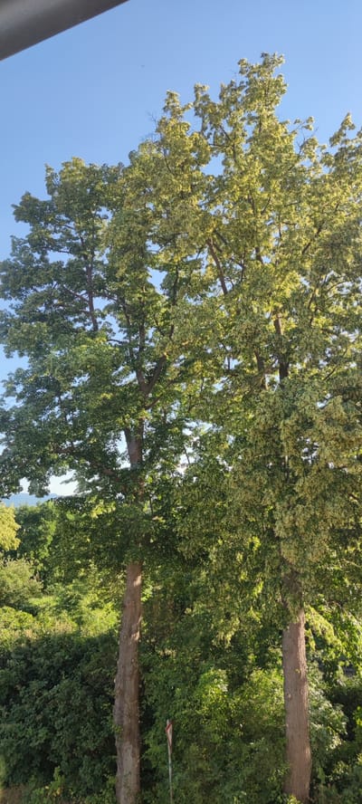 This is a vertically oriented, medium-shot photograph of several large trees against a clear blue sky. The trees dominate the frame, with their dense foliage creating a textured canopy. Some leaves are a deep green, while others appear lighter, almost yellow-green, suggesting a variegated leaf type or varying light exposure. The branches are thick and gnarled, indicative of mature trees. Two prominent tree trunks are visible in the foreground, their rough bark textured and weathered.
In the background, a lush green hillside is visible, covered in dense vegetation and more trees. The overall impression is of a natural, verdant landscape. The lighting suggests it is daytime, likely morning or afternoon, given the bright, even illumination of the foliage and the clear sky. There are no people or animals visible in the scene.
A small, diamond-shaped red and white sign is partially visible in the lower right quadrant of the image, standing next to one of the tree trunks. While the text on the sign is not clearly legible, its presence suggests a park or a roadside area. The location context of Liebenburg, Germany, places this scene in a European setting. The overall mood is peaceful and serene, characterized by the abundant greenery and the bright, clear day.