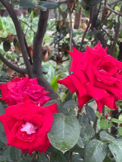 A close-up, vertical shot showcases three vibrant red roses in bloom, with their petals unfurling in various stages of openness. The rose in the foreground, slightly to the left, is the most fully open, revealing a lighter pink or white center. To its right, a second rose is partially visible, its deep red petals forming a tight spiral. Further back and to the left, a third rose is also in focus, with its center slightly obscured. The roses are surrounded by dark green, serrated leaves, some of which appear slightly damp, possibly from recent rain. The background is softly blurred, revealing the dark, gnarled branches of a bush or small tree, with hints of lighter green foliage and a muted, earthy tone beyond. The scene suggests a garden setting, possibly in a rural or suburban area, given the naturalistic backdrop. The lighting appears overcast or diffused, creating soft shadows and highlighting the rich color of the roses. This image does not contain any people or specific landmarks that would allow for pinpointing a location within the city of Кызыл-Тоо, Kyrgyzstan.