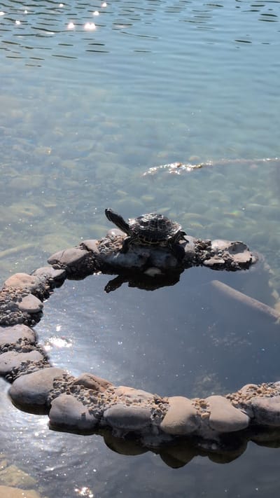 A small turtle is perched on a submerged rock formation in the shallow waters of the Gelendzhik embankment. The rock formation is circular, constructed from larger smooth stones interspersed with smaller pebbles, creating a platform above the water. The water is clear, revealing the rocky bottom and reflecting the sunlight, which creates shimmering patterns on the surface. The turtle, with its patterned shell and extended neck, is the central subject, positioned towards the upper center of the frame. The background consists of the body of water, with the sunlit surface creating a bright, rippling effect. No people are visible in the image.