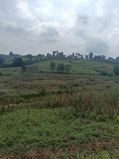 The image presents a wide view of a cultivated, hilly landscape located in Limuru East ward, Kenya, under a heavily overcast sky. The foreground shows a mix of reddish-brown soil and dense patches of low-growing green vegetation, interspersed with numerous dried, brown stalks of a harvested crop, possibly maize. Moving into the midground, the terrain undulates with extensive fields of varied green crops and scattered individual trees. A small, light-colored object, appearing to be discarded material, is present in the lower-left section of the midground. The background consists of multiple rolling hills, densely covered with both natural foliage and what appear to be further cultivated plots, topped with clusters of taller trees. The sky is uniformly grey with distinct cloud formations, indicating an overcast condition. No individuals, animals, structures, or active human interactions are visible within the frame.