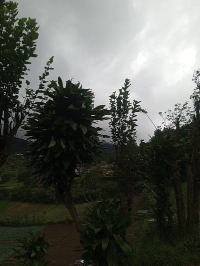 This image captures an overcast, rural landscape within Bangtsho, Bhutan. The foreground is dominated by various dark green trees and foliage. On the left, a tall, slender tree with lighter green leaves rises. Centrally, a tree with a dense, fan-like cluster of broad, dark green leaves forms a prominent, bushy crown. To the right, multiple slender tree trunks with sparse green foliage are visible. Beneath these trees, the midground reveals sloped, cultivated agricultural fields, with distinct rows of tilled brown soil and patches of green crops. Scattered across a distant hillside are several structures, presumably houses, characterized by light-colored walls and prominent reddish-brown roofs. The background features hazy, distant mountains partially obscured by a thick, grey, overcast sky. No people, discernible actions, or interactions are visible in the scene.