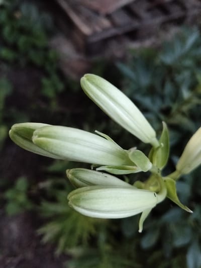 The image shows a close-up, vertical view of several unopened lily buds. The buds are pale green with a creamy white hue and are tightly closed, with pointed tips. They are arranged in a cluster, with one bud pointing upwards and to the right, and two others below it, angled to the left and right respectively. A fourth bud is visible at the bottom of the frame, partially obscured. The background is softly blurred, showing a mix of dark green foliage and a brownish, textured element, possibly wood or earth. The scene appears to be in an outdoor setting, likely a garden, in the city of Biliaivka, Ukraine. There are no people or animals visible in the image, and no actions or interactions are depicted. The focus is entirely on the botanical subject.