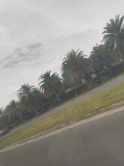 A tilted shot captures a line of palm trees along a grassy median next to a paved road. The sky is overcast with a light gray hue. A dark-colored car is visible on the left side of the road, and a low concrete barrier separates the grass from the road. The scene appears to be an urban or suburban setting.