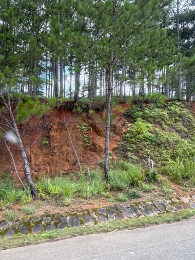 The image depicts a natural landscape beside a paved road in Thôn 1, Vietnam. A steep, reddish-brown dirt embankment rises from the road, topped by a dense forest of pine trees with tall, slender trunks and green needles. The embankment is partially covered with various types of green vegetation, including grasses and ferns. At the base of the embankment, a low, rough-hewn stone wall is visible, covered in patches of moss. The road itself is grey and appears to be asphalt. The scene suggests a rural or natural setting within the vicinity of Thôn 1, Vietnam. There are no people or animals present. The lighting indicates an overcast or partially shaded day.