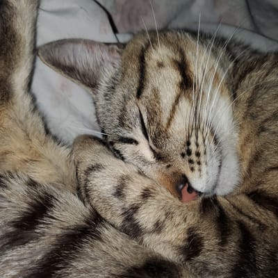 The image is a close-up of a sleeping tabby cat. The cat's head is in the center, with its eyes closed and nose visible. The fur is brown and black, with a pink nose. The background is a patterned fabric. The image does not contain any information about the city of Curitiba, Brazil.