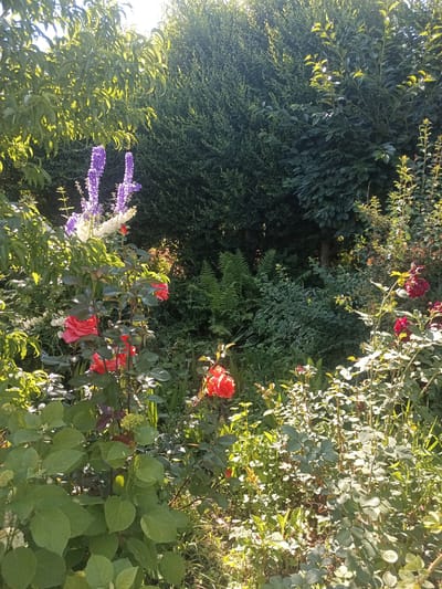 In a sun-dappled garden in Karakol, Kyrgyzstan, a vibrant display of flowers blooms. Tall spikes of purple delphiniums and white flowers rise from the left side of the frame, interspersed with the lush green foliage of surrounding plants. In the foreground, several pink and red roses, some in full bloom and others as buds, are prominent. The garden is dense with various plants, including ferns and other leafy bushes, creating a layered and textured environment. The overall impression is one of a well-tended, naturalistic garden bathed in the warm light of a sunny day.