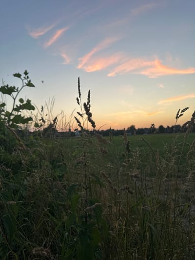 This media file captures a serene sunset scene in Krefeld, Germany. The image is dominated by a silhouetted field of tall grasses and wildflowers in the foreground, with some darker, leafy plants visible on the left. In the background, a green field stretches to the horizon, bordered by a treeline. The sky is a gradient of soft blues and oranges, with wispy, pink-tinged clouds streaking across the upper left portion of the frame, indicative of the twilight hours. A small, dark silhouette of what appears to be an airplane is visible in the sky. The overall impression is one of peacefulness and the quiet beauty of nature at the end of the day. There is no visible text in the image.
