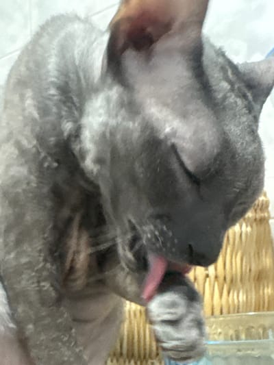 A close-up, low-angle shot shows a grey Sphynx cat grooming its paw. The cat is positioned with its head down, eyes closed, and its pink tongue visible as it licks its paw. The background features a woven basket and a wall. The image was taken in Ramat Gan, Israel.