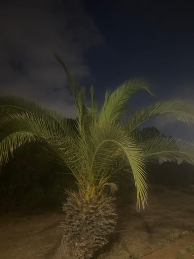 A palm tree stands in the foreground against a dark night sky with scattered clouds. The tree's fronds are illuminated by artificial light, casting a greenish hue. The trunk of the palm tree is textured and appears weathered. The ground around the tree is covered with dry grass and a dirt path. In the background, dark silhouettes of foliage are visible. The scene is set in the city of Hof HaCarmel Regional Council, Israel. There are no people or animals visible in the image.