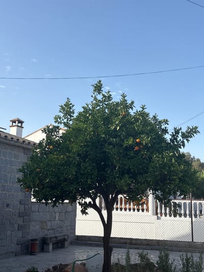 In the city of Cañada De La Plata, Spain, a vibrant orange tree laden with ripe fruit stands centrally in the frame, its branches reaching towards a clear blue sky. The tree is positioned in a courtyard paved with cobblestones. To the left, a wall constructed of grey, rectangular stone blocks forms a boundary, with a stone bench and a cylindrical red bin visible against it. Behind the orange tree, a white building with decorative railings and a fence with a diamond mesh pattern can be seen. The background features a white structure topped with a tiled roof and a prominent chimney. The overall scene suggests a peaceful, sunlit outdoor space.