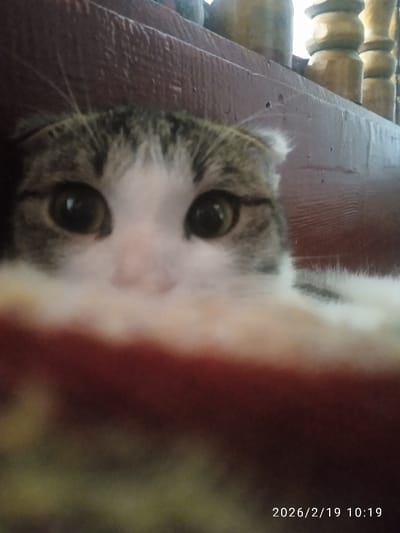 A close-up shot focuses on a cat's face, predominantly its large, round eyes and pink nose. The cat has a tabby and white coat, with slightly visible ears. A blurred, reddish-brown mass fills the lower portion of the frame, obscuring the cat's body. In the background, wooden spindles or balusters are visible. A timestamp reading "2026/2/19 10:19" is located in the lower right corner.