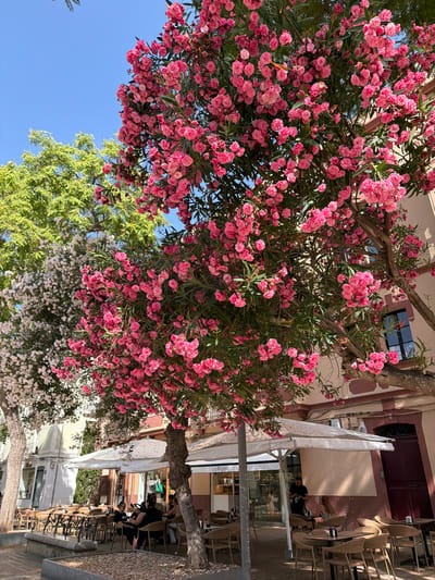 An outdoor cafe in Eivissa, Spain, is captured on a bright, sunny day. A large tree with vibrant pink blossoms dominates the foreground, its branches reaching towards the clear blue sky. To the left, another tree with white flowers stands, its foliage a lighter green. In the background, a building with light pink and cream-colored walls is visible, featuring windows and a dark red door. The cafe itself has white umbrellas providing shade over tables and chairs made of wicker. Several people are seated at the tables, engaged in various activities like conversing and ordering food. The ground is paved, with a stone planter in the foreground. The overall atmosphere is relaxed and inviting, typical of a Mediterranean cafe.