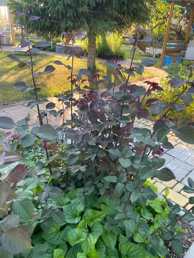The image depicts a garden setting in Volzhsk, Russia, during daylight. The foreground is dominated by a dense bush of rose plants, characterized by dark green leaves and reddish-purple stems. Some of these leaves also exhibit a reddish-purple hue, particularly towards the edges and on newer growth. Among the rose bushes, there is an undergrowth of smaller, bright green leafy plants.
The garden appears to be paved with light-colored, rectangular stones arranged in a patterned walkway that extends into the background. To the right of the rose bush, a wooden structure, possibly part of a gazebo or playhouse, is visible. In the middle ground, a mature evergreen tree with dense foliage stands prominently. Behind the tree, a sunlit grassy area is present, with a small trampoline and some outdoor furniture, including a white lounge chair. The overall environment suggests a residential backyard. No people or animals are present in the image.