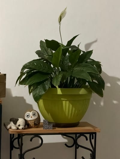 The image depicts a still life on a wooden shelf against a white wall. The shelf is supported by ornate black metal scrollwork. On the shelf, a large, vibrant green pot contains a peace lily plant with lush, dark green leaves and a single white spathe. To the left of the pot are two small decorative items: a plush stuffed toy dog lying on its side, and a painted rock resembling an owl with large, circular eyes. Between the owl rock and the plant pot, a small, multi-faceted gray object, possibly a decorative stone or a game piece, is visible. Shadows from the plant and the shelf are cast on the white wall behind. The scene appears to be indoors, possibly in a home or office environment. There are no people visible in the image, and no indication of the city of Sderot, Israel.