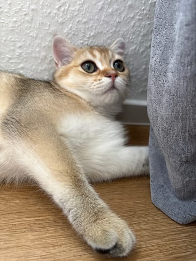 This close-up, vertical shot shows a young cat with golden and white fur lying on a textured, light-colored surface. The cat's head is tilted upwards, and its large, green eyes are looking towards the top of the frame. Its left ear is slightly raised, and its mouth is open, revealing a pink tongue. The cat is positioned partially underneath a grey, textured object, possibly a blanket or piece of furniture. A wooden surface is visible to the right of the cat. The lighting suggests it is daytime, and the indoor setting appears to be a home. There is no visible text in the image.