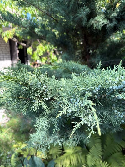This media file is a close-up, high-angle shot of a coniferous tree branch. The branch is adorned with small, pale blue berries. The foliage is dense and feathery, with a bluish-green hue. The background is blurred, but appears to be a natural outdoor setting with other greenery and dappled sunlight, suggesting it's daytime with clear weather. The focus is sharply on the branch, highlighting its texture and the berries. There are no people or discernable objects other than the plant itself. The location context is Balivka, Ukraine, but there are no specific visual cues in the image to confirm this.