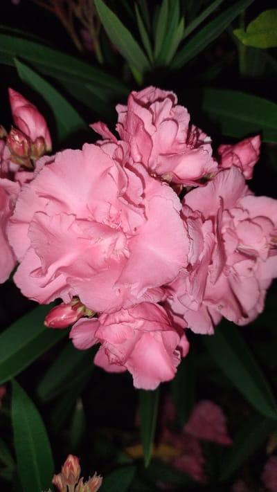 A close-up, vertical shot captures a cluster of vibrant pink oleander flowers against a dark, out-of-focus background of green leaves. The flowers are in various stages of bloom, with some fully open, revealing their delicate, ruffled petals, while others are still in bud form. The lighting suggests it is nighttime, enhancing the deep shadows and the rich color of the blossoms. The scene appears to be an outdoor setting, possibly a garden in Perea, Greece, given the presence of oleander, a common flowering shrub in Mediterranean regions. There are no people or actions visible in the image, making it a still life of natural beauty.