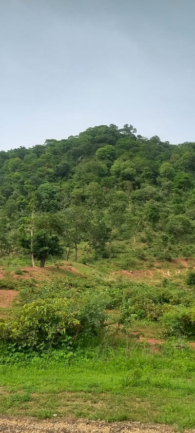The image displays a verdant hillside covered in dense trees and vegetation. The sky above is a pale, overcast blue. The foreground features a patch of green grass and some rocky ground. The midground shows more vegetation, including bushes and scattered trees, with a reddish-brown dirt path winding up the slope. The background is dominated by the lush, green hill, with a thick canopy of trees extending to the summit. There are no people or man-made structures visible in the image, suggesting a natural, undeveloped landscape. The scene is consistent with the natural beauty of Gu, Nigeria, characterized by its hilly terrain and abundant greenery.