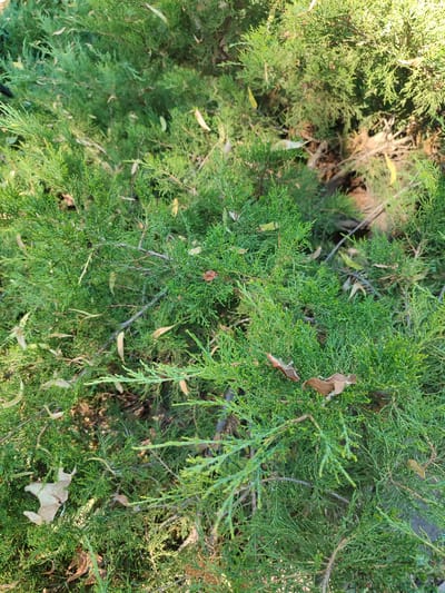 This is a close-up, high-angle, eye-level outdoor shot of evergreen shrubbery. The branches are dense and a vibrant green, with a few dry, brown leaves scattered amongst the foliage. Sunlight filters through the leaves, creating dappled shadows and highlighting some of the textures. The background is out of focus, showing more of the same shrubbery, suggesting the image is taken within a garden or park. No people are visible, and the scene appears peaceful and natural. The time of day is likely daytime, given the sunlight. No text is visible in the image.