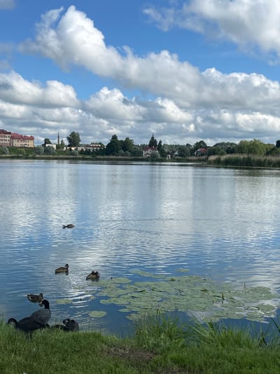 The image depicts a scenic view of a lake with a village or town in the background, under a partly cloudy sky. The foreground features a grassy bank with several birds near the water's edge. Specifically, there are three dark-colored coots standing or perched on the grass, with one appearing to be preening. Further into the water, there are three ducks swimming. One duck is isolated in the middle of the lake, while two others are closer to a cluster of lily pads. The background reveals a line of trees and buildings, including residential structures and a possible church spire, situated on the opposite shore of the lake. The water reflects the sky and clouds, creating a shimmering effect. The overall impression is a tranquil, natural landscape with human habitation in the distance. The location is identified as Азярэцкі сельскі Савет, Belarus.