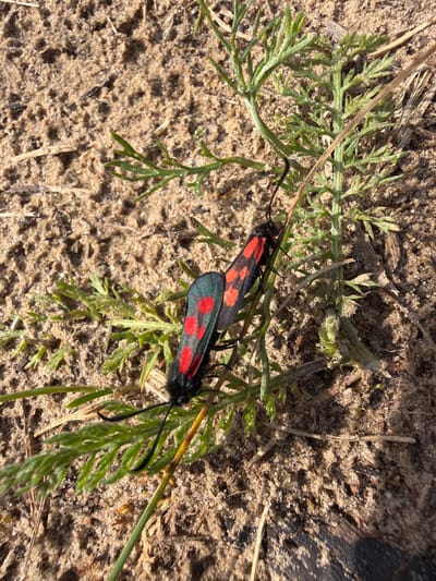 Two Burnet moths, identifiable by their black bodies and bright red spots on their wings, are perched on a thin green plant stem lying on sandy ground. One moth is positioned above the other. The ground is a mix of sand and small pebbles, with dried grass and other small green plants scattered around. The lighting suggests it is daytime, with sunlight casting shadows. The scene is set outdoors, likely in a natural environment. No people, text, or specific events are visible. The location is Tēraudi, Latvia.