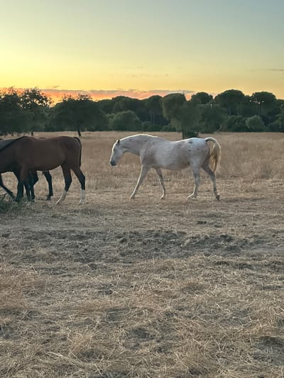 The image depicts a herd of horses in a dry, grassy field during sunset. The sky is a gradient of pale yellow and orange hues, indicating the sun is low on the horizon. Silhouetted trees form a dark line in the background.
In the foreground, two horses are visible. A brown horse, with white markings on its lower legs, stands to the left. To its right, a white horse with dappled grey markings is walking away from the camera. The ground is covered in dry, straw-like grass. The scene appears to be a rural or semi-rural area, possibly a ranch or a pasture. There are no indications of human presence or specific structures that would pinpoint a location within El Pinto, Spain, other than the general setting being consistent with such a region.